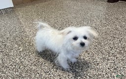 Maltipoo dogs for sale: Tina - Image 4