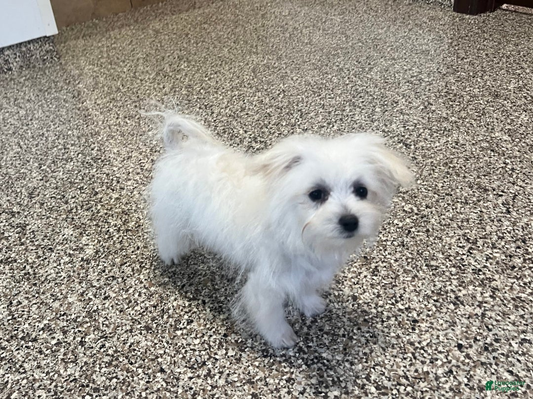 Maltipoo dogs for sale: Tina - Image 4