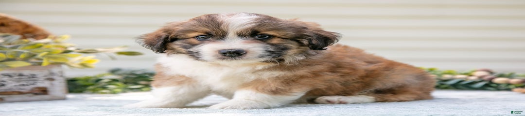Roscoe