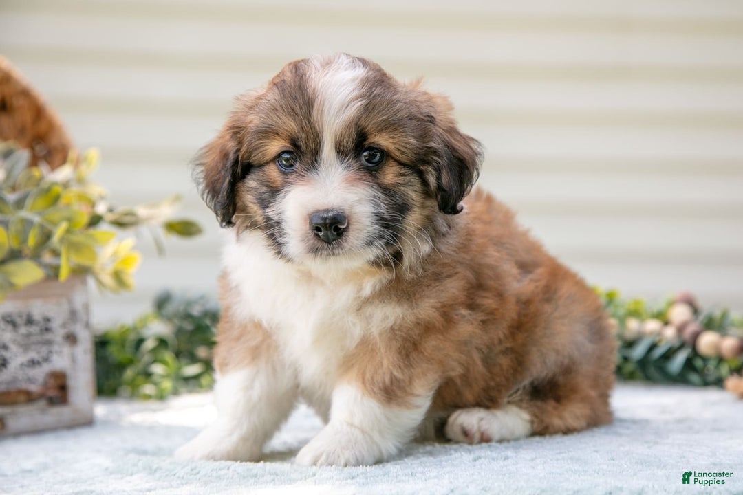 Mini Aussiedoodle dogs for sale: Roscoe - Image 2
