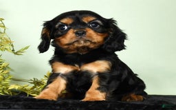 Cavalier King Charles Spaniel dogs for sale: Milo - Image 7