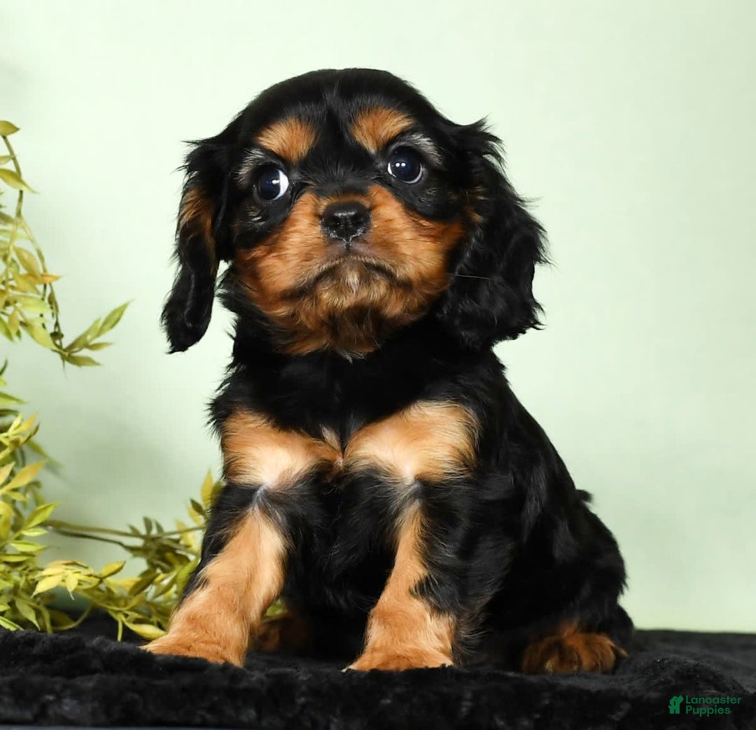 Cavalier King Charles Spaniel dogs for sale: Milo - Image 7