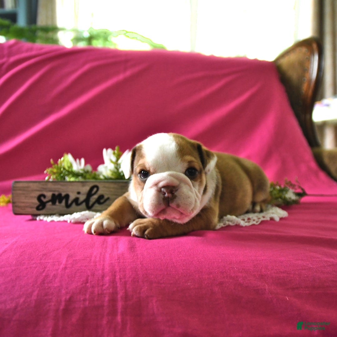 English Bulldog dogs for sale: Kathy - Image 9