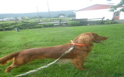Golden Retriever dogs for sale: Rusty - Image 3