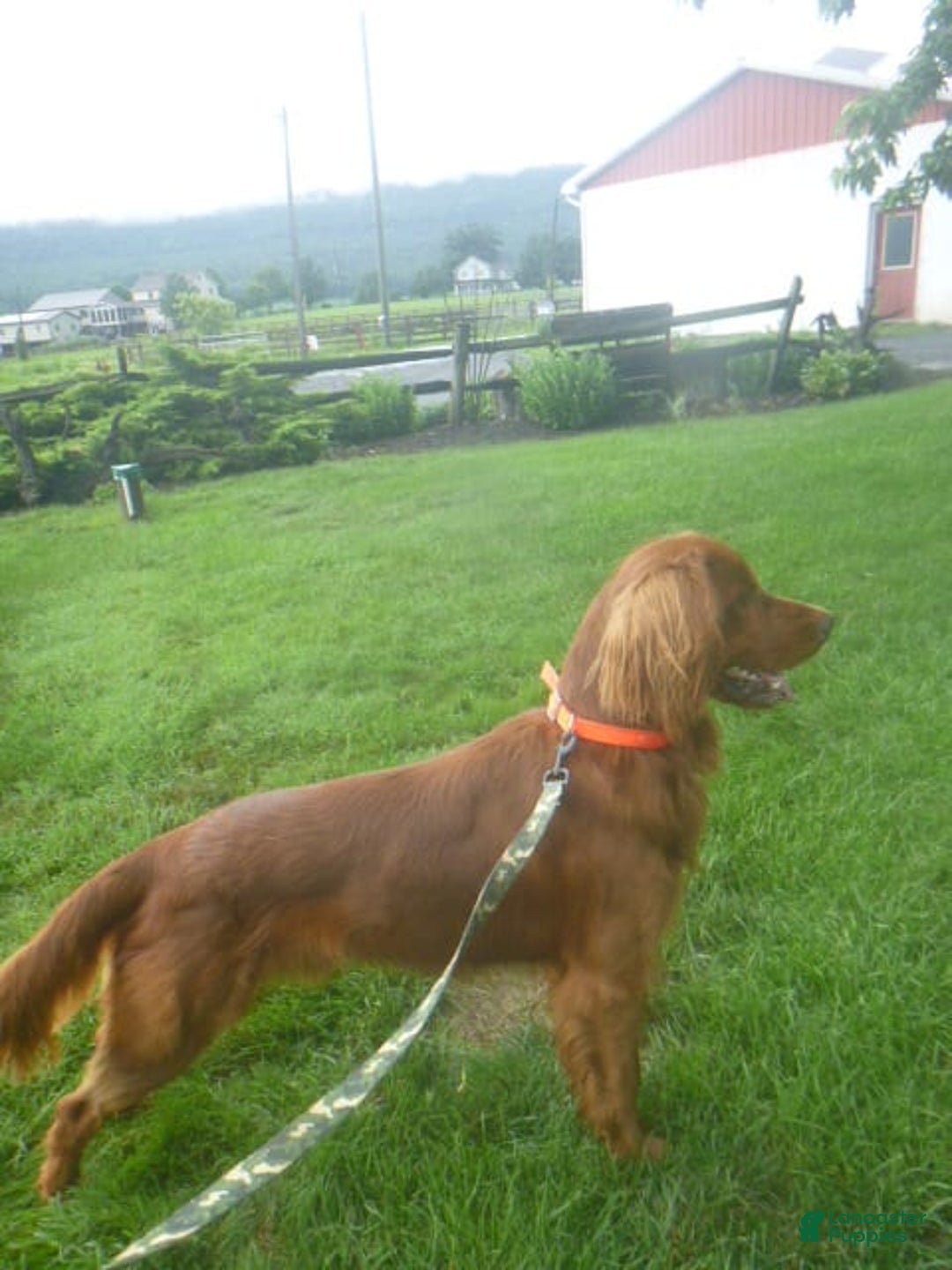 Golden Retriever dogs for sale: Rusty - Image 3