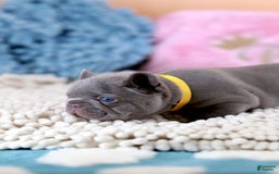 French Bulldog dogs for sale: Diana - Image 4