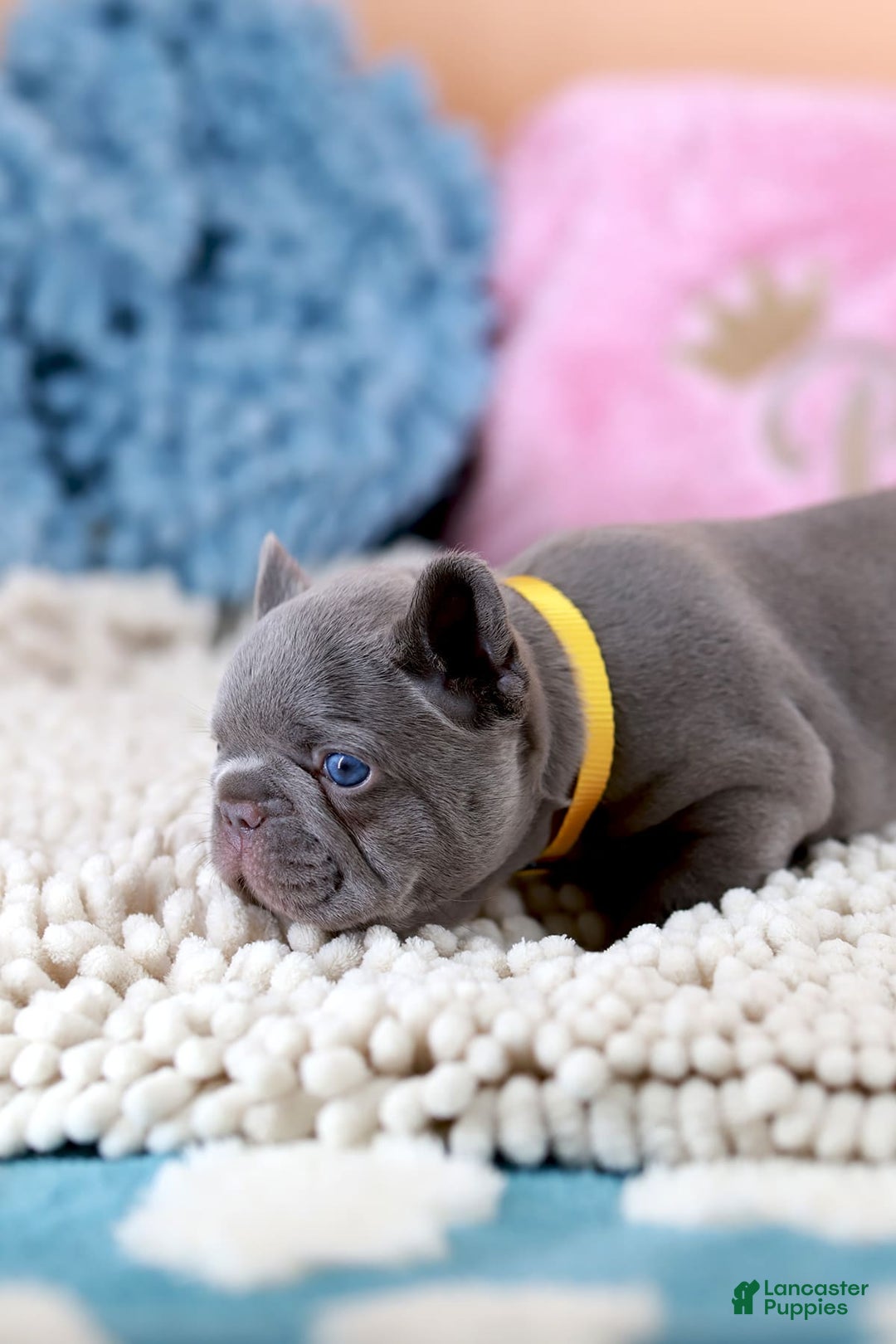 French Bulldog dogs for sale: Diana - Image 4