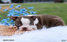 Boston Terrier dogs for sale: Dakota - Image 4