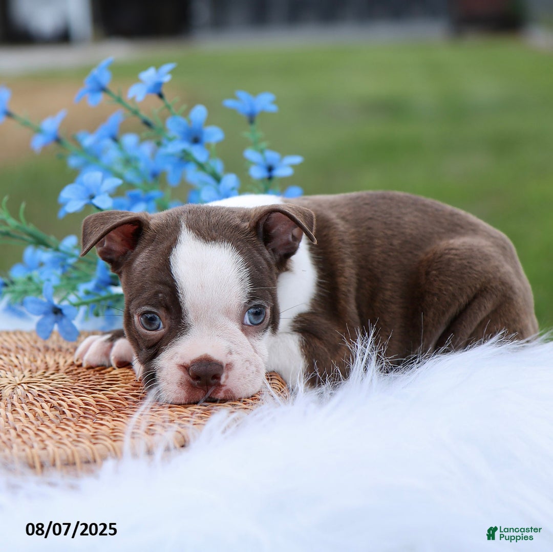 Boston Terrier dogs for sale: Dakota - Image 4