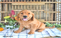 Golden Retriever dogs for sale: Golden Retriever 11 puppies - Image 47