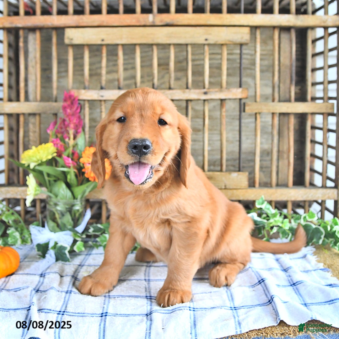 Golden Retriever dogs for sale: Golden Retriever 11 puppies - Image 47
