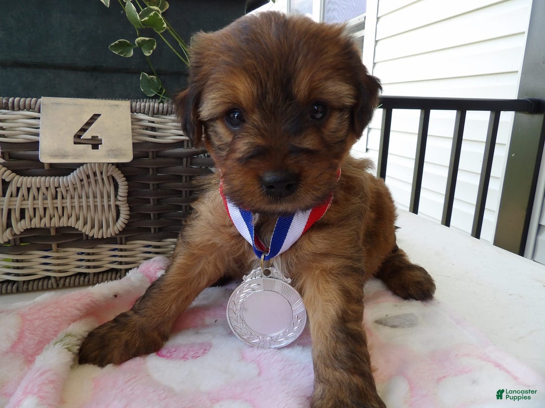 Yorkiepoo dogs for sale: Yorkiepoo 4 puppies - Image 5