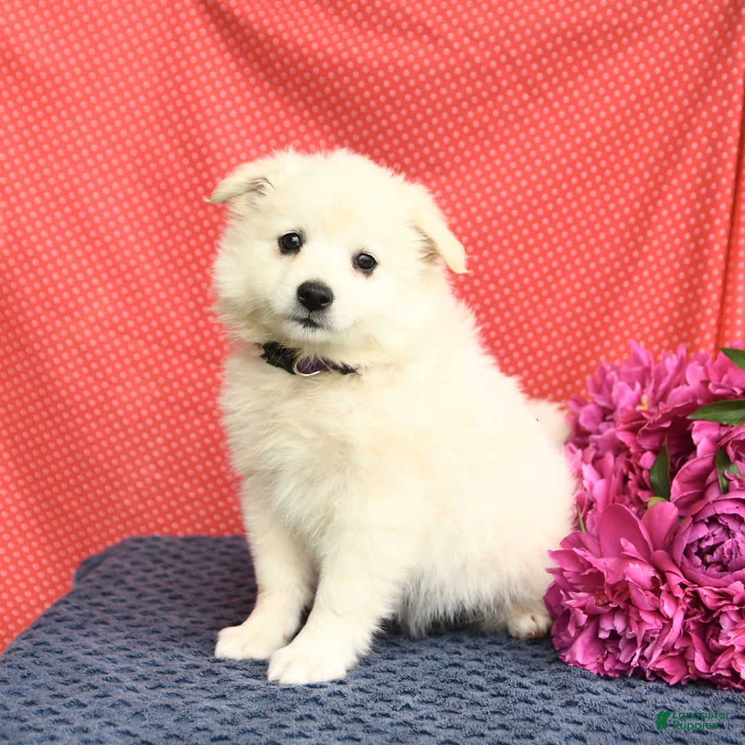 American Eskimo dogs for sale: Mango - Image 8