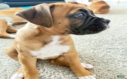 Boxer dogs for sale: Gracie - Image 4