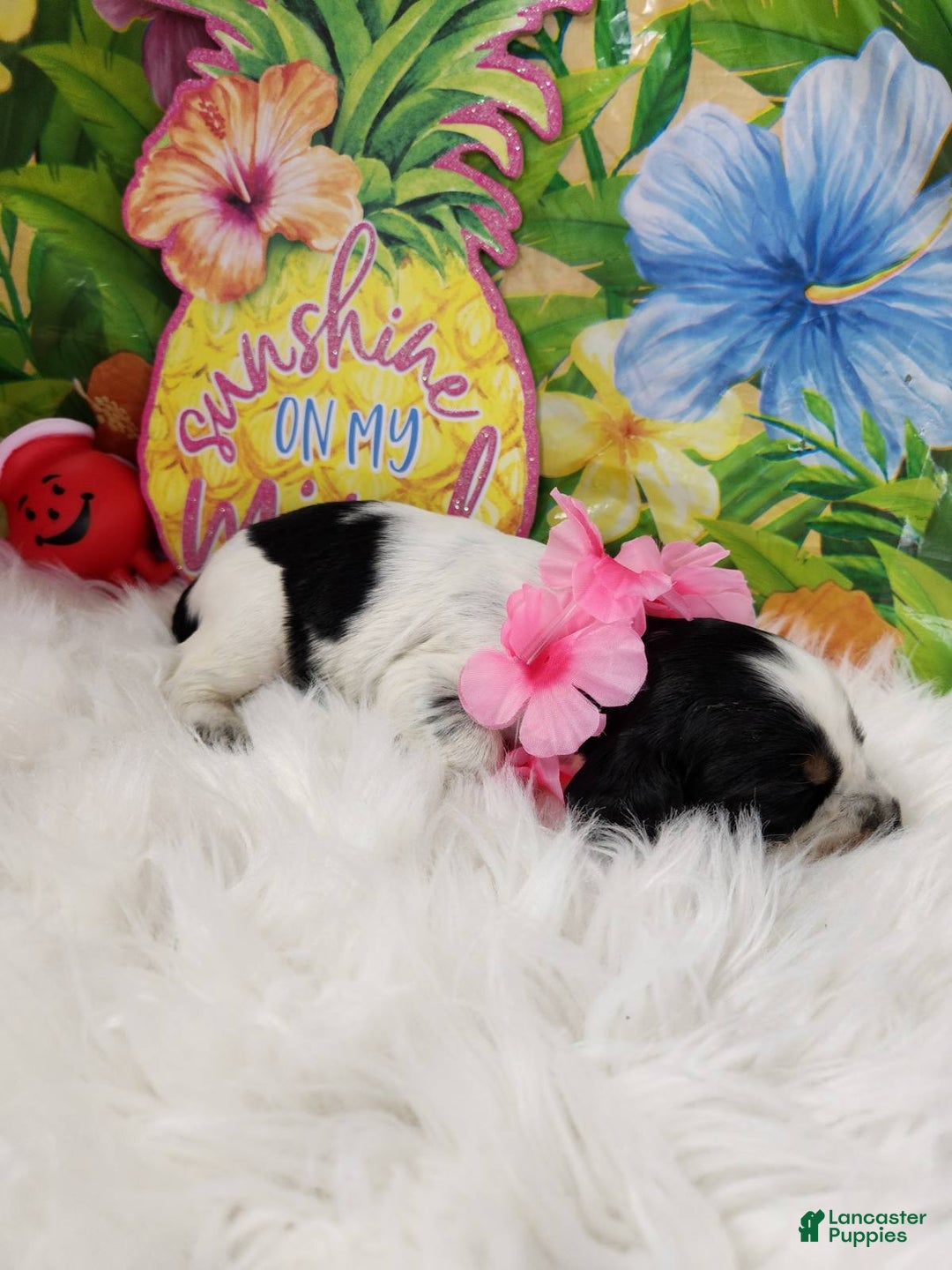 English Springer Spaniel dogs for sale: Salt - Image 1