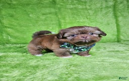Shih Tzu dogs for sale: Bear - Image 8