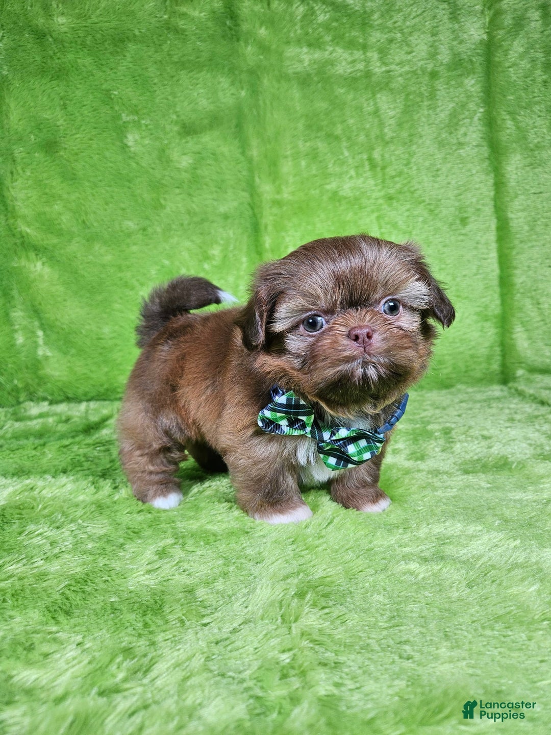 Shih Tzu dogs for sale: Bear - Image 8