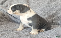 English Bulldog dogs for sale: Bailey - Image 3