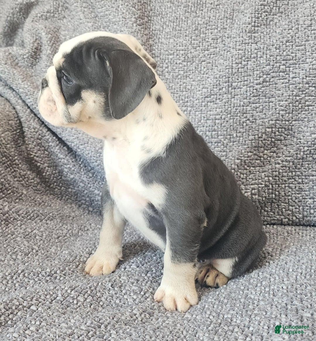 English Bulldog dogs for sale: Bailey - Image 3