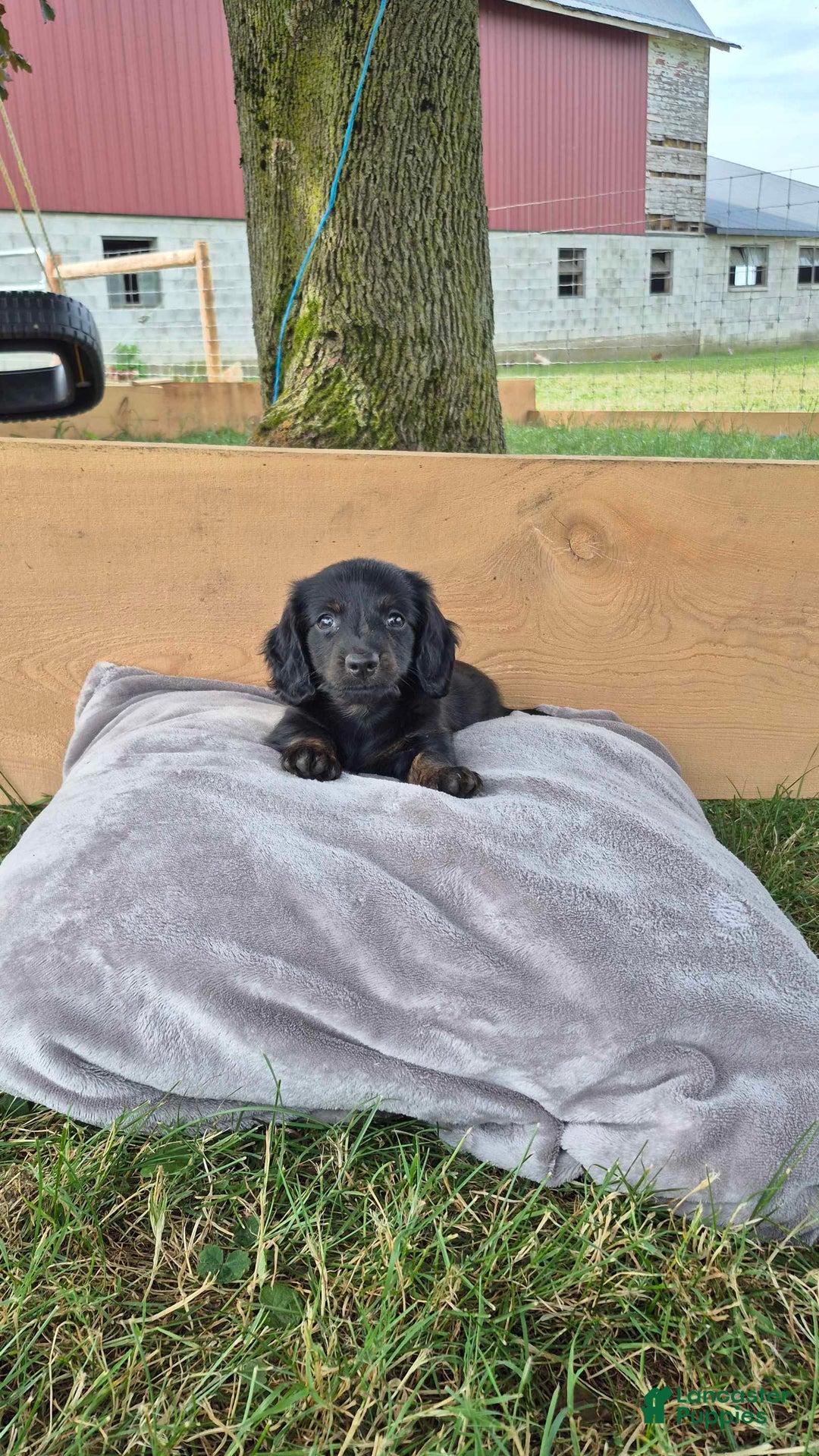 Dachshund dogs for sale: Bentley - Image 1