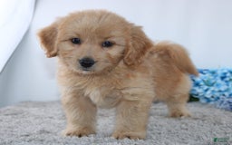 Mini Goldendoodle dogs for sale: Jordan - Image 4