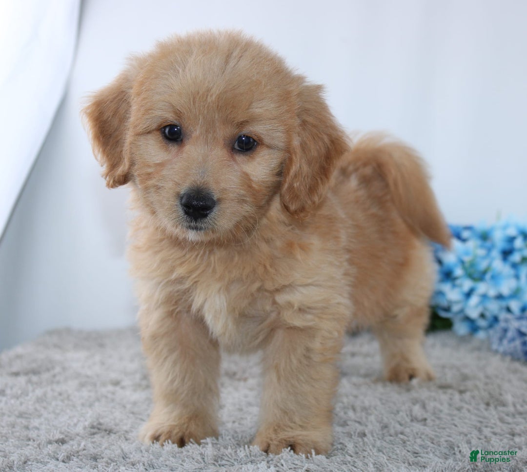 Mini Goldendoodle dogs for sale: Jordan - Image 4