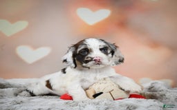 Cocker Spaniel dogs for sale: Daisy - Image 1