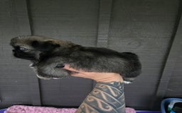 Pekingese dogs for sale: Myers - Image 3