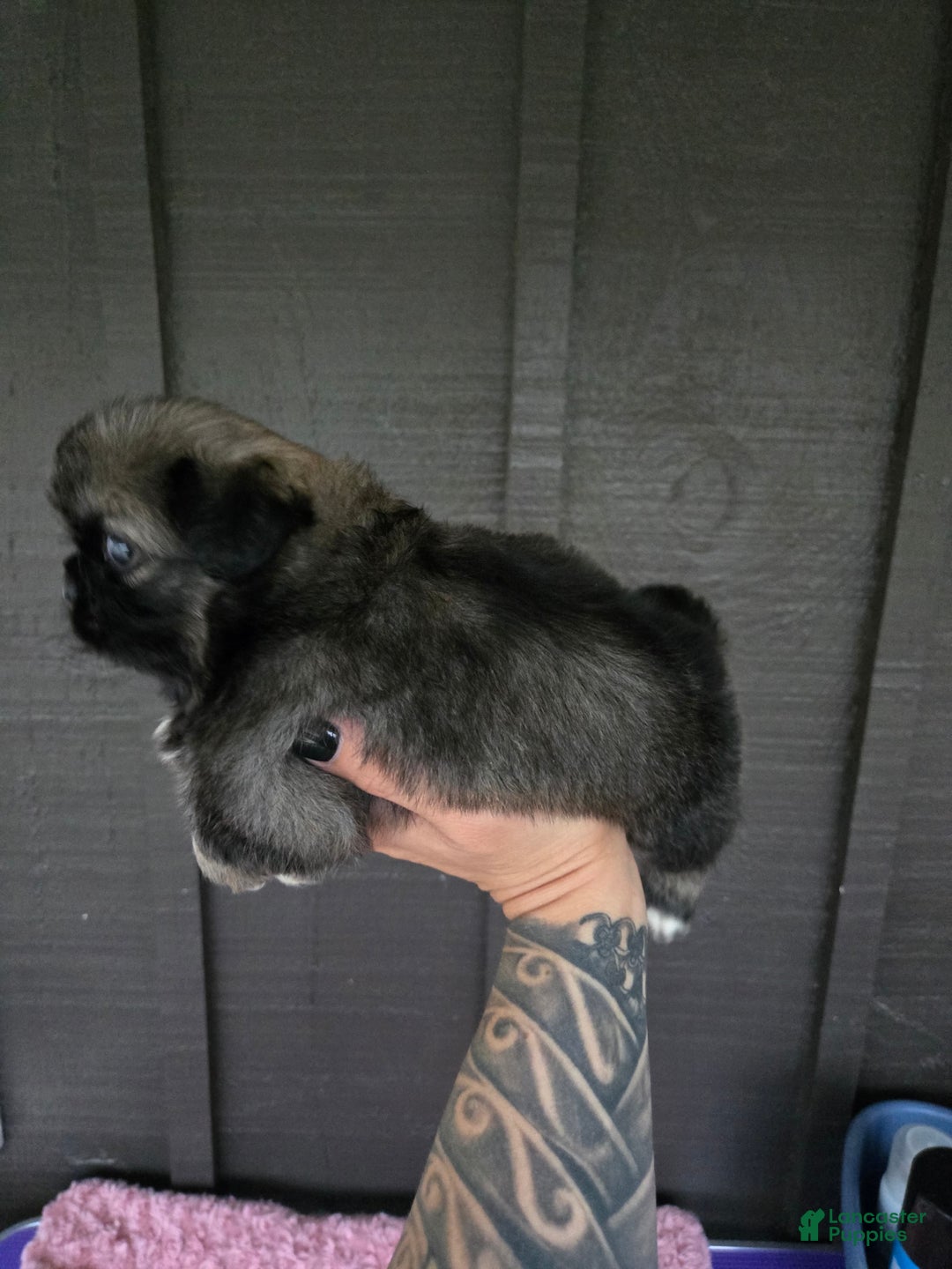 Pekingese dogs for sale: Myers - Image 3