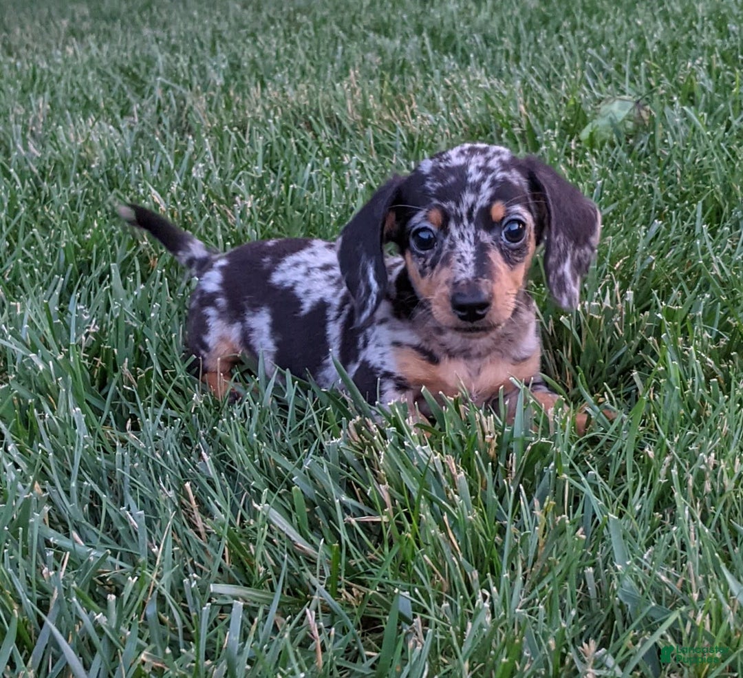 Miniature Dachshund dogs for sale: Buddy - Image 1