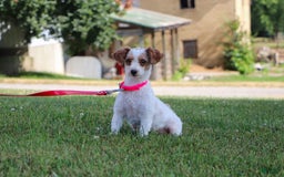 Yorkiepoo dogs for sale: Sammy - Image 12