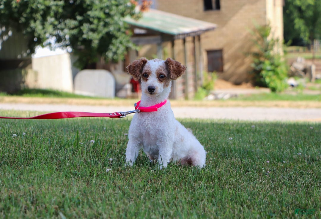 Yorkiepoo dogs for sale: Sammy - Image 12