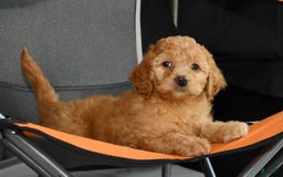 Mini Goldendoodle dogs for sale: Hallie - Image 1