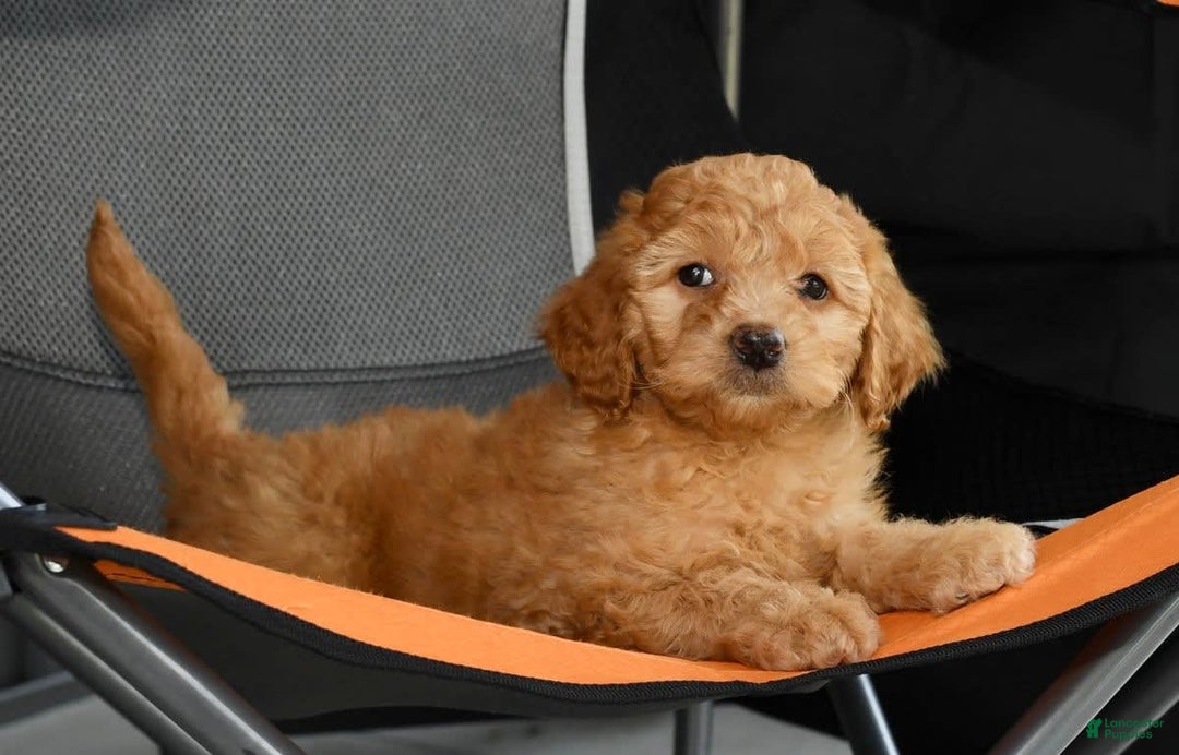 Mini Goldendoodle dogs for sale: Hallie - Image 1