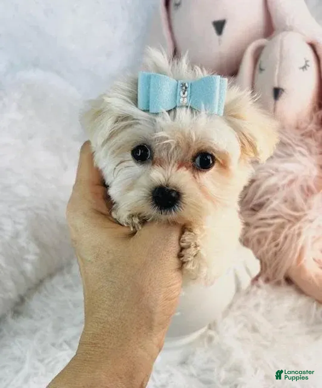 Morkie dogs for sale: Dane - Image 1