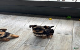 Yorkshire Terrier dogs for sale: Male / Blue Collar - Image 1