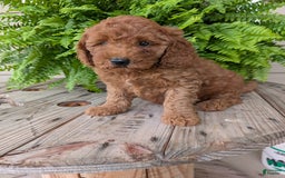 Mini Goldendoodle dogs for sale: Mini -kobe - Image 6