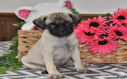 Pug dogs for sale: Cutie - Image 2