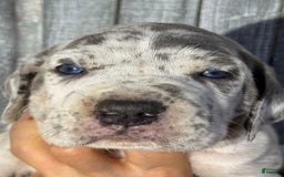 Great Dane dogs for sale: Jenny - Blue Merle - Image 1