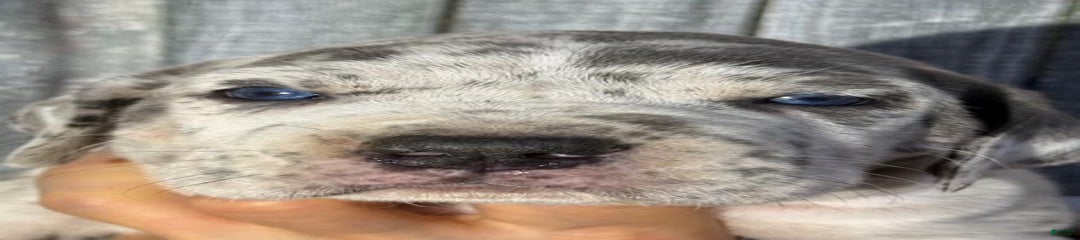 Jenny - Blue Merle