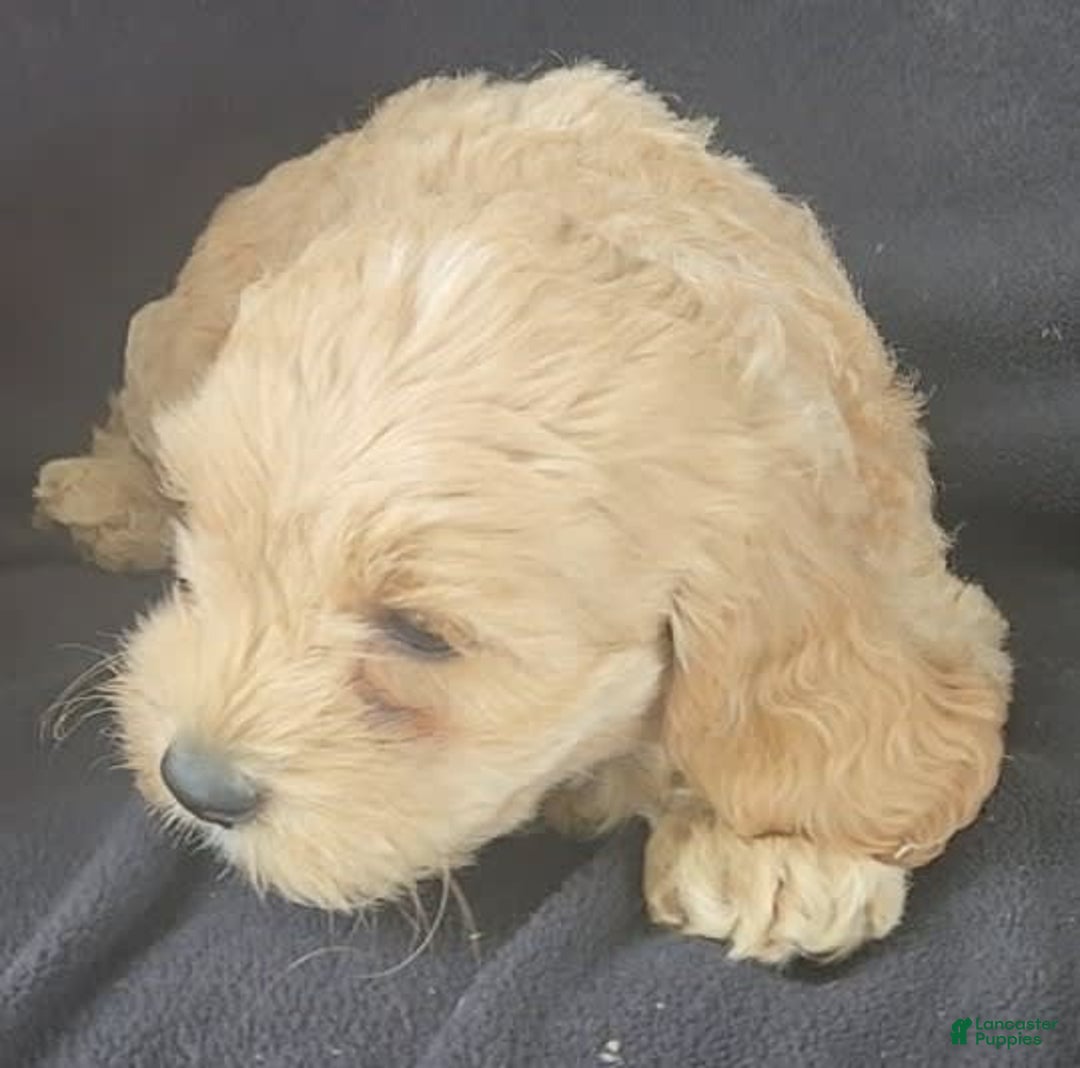 Cockapoo dogs for sale: Bella - Image 5