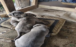 Cane Corso dogs for sale: Delia - Image 11