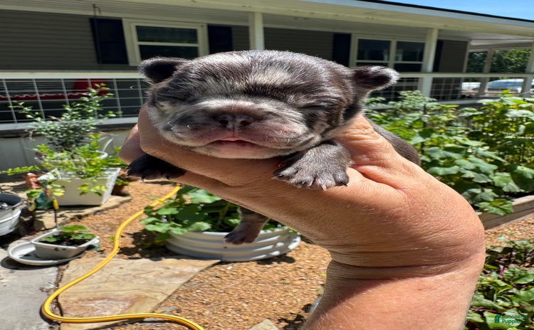 French Bulldog dogs for sale - Ad 5