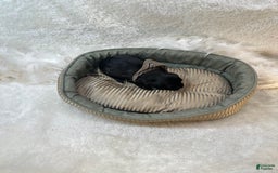 Morkie dogs for sale: Scottie - Image 4