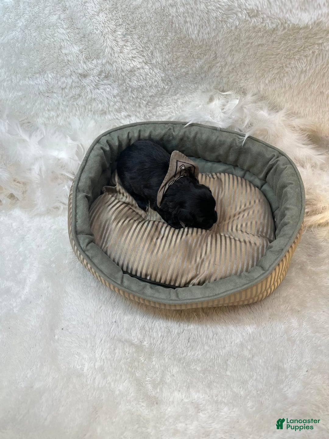 Morkie dogs for sale: Scottie - Image 4