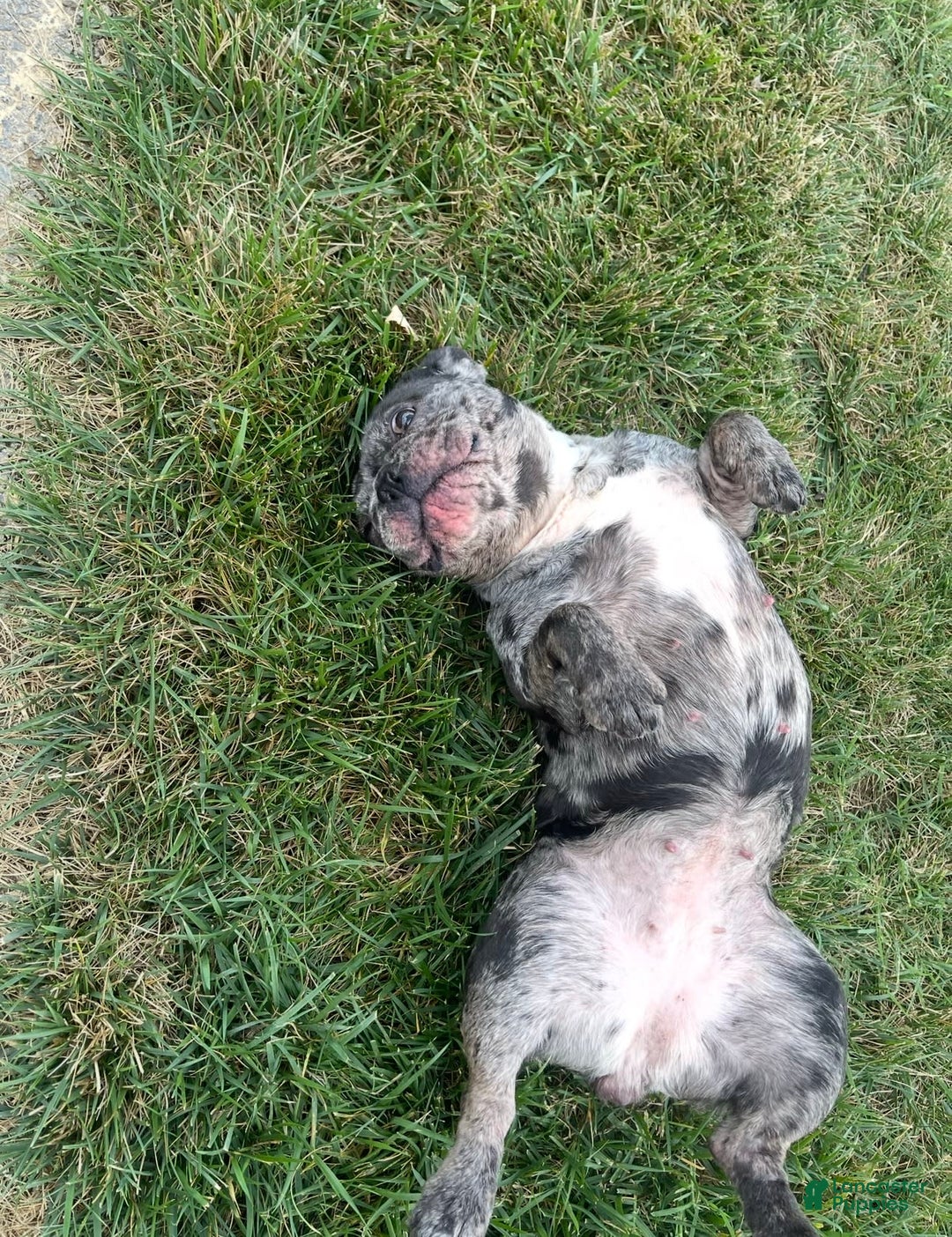 French Bulldog dogs for sale: Zelda - Image 2