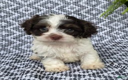 Cockapoo dogs for sale: Teddy - Image 3