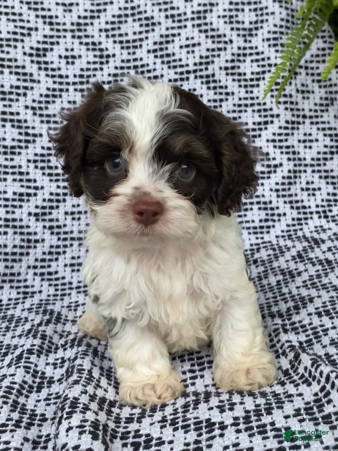 Cockapoo dogs for sale: Teddy - Image 3
