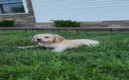 Cocker Spaniel dogs for sale: Rosco - Image 5