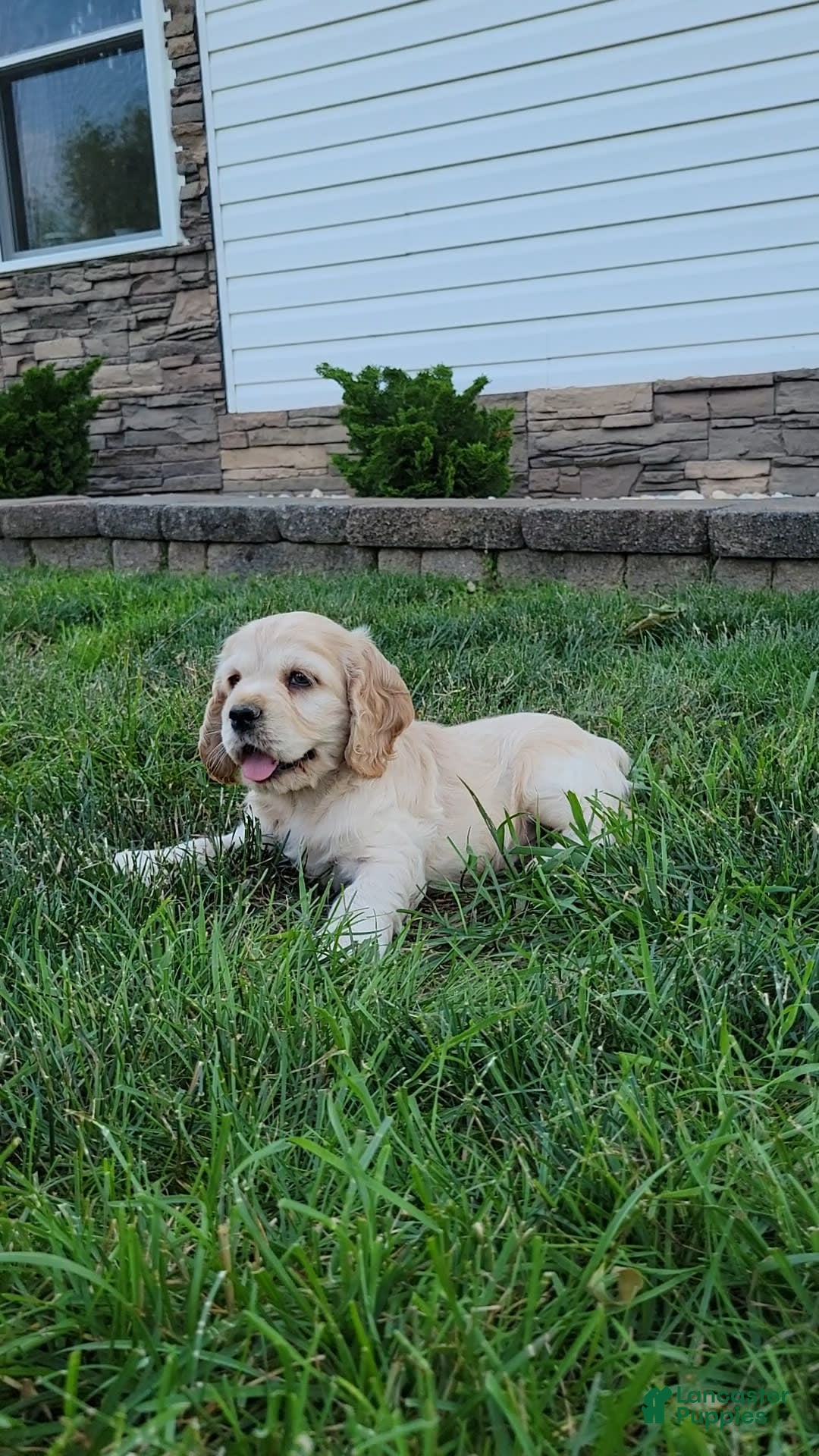 Cocker Spaniel dogs for sale: Rosco - Image 5